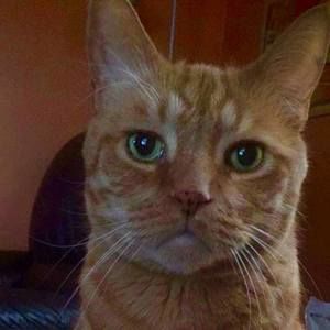 Meet your Posher, Stevie